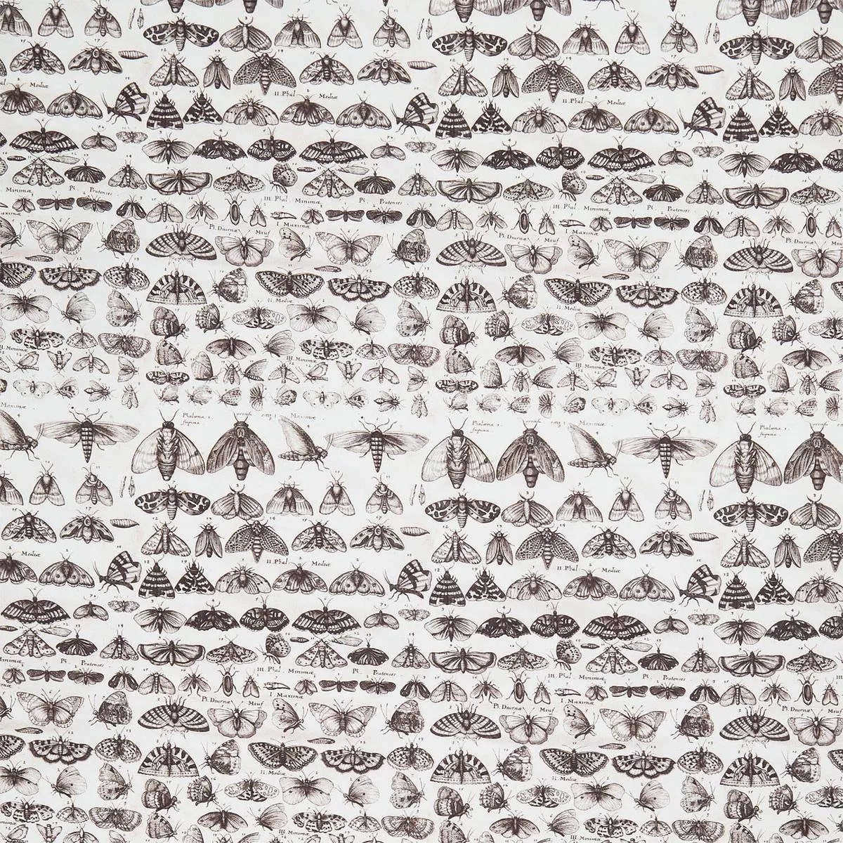 Eclectic Elements – Palette Moths Charcoal Yardage